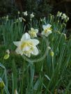 Narcissus Division 4 Lune de Miel