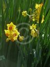 Narcissus Division 8 Grand Soleil d'Or