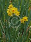 Narcissus Division 8 Grand Soleil d'Or