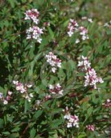 Pimelea spicata