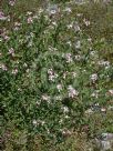 Pimelea spicata