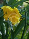 Narcissus Division 11 King Size
