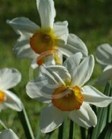 Narcissus Division 2 Flower Record