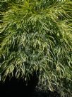 Acacia cognata Bower Beauty