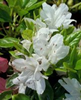 Rhododendron Kurume Hybrid Snowflake