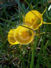 Narcissus bulbocodium Division 10