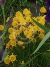 Narcissus bulbocodium Division 10