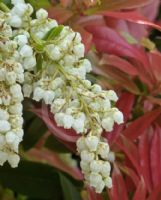 Pieris formosa forrestii Wakehurst