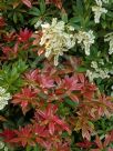 Pieris formosa forrestii Wakehurst