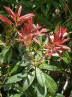 Pieris formosa forrestii Wakehurst