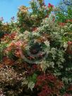 Pieris formosa forrestii Wakehurst