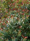 Pieris formosa forrestii Wakehurst