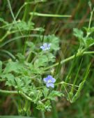 Erodium crinitum