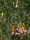 Cantua buxifolia Bicolor