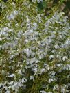 Tetratheca thymifolia (white)