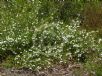 Tetratheca thymifolia (white)