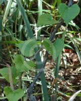 Sarcopetalum harveyanum