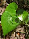 Sarcopetalum harveyanum