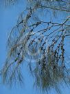 Allocasuarina huegeliana