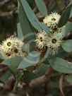Eucalyptus rigens