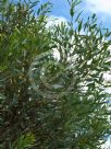 Eucalyptus rigens