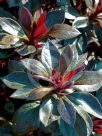 Rhododendron Shirazz
