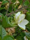 Gardenia jasminoides Magnifica