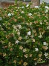 Gardenia jasminoides Magnifica