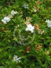 Gardenia jasminoides Four Seasons