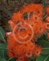 Corymbia Dwarf Orange