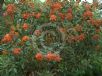 Corymbia Dwarf Orange
