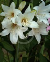 Amaryllis belladonna white-flowered