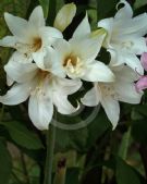 Amaryllis belladonna white-flowered