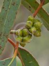 Eucalyptus valens