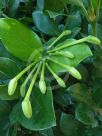 Posoqueria longiflora
