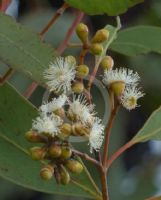 Eucalyptus atrata
