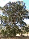 Eucalyptus placita