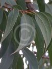 Eucalyptus pyrocarpa