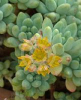 Pachyphytum brevifolium