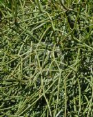 Euphorbia mainty