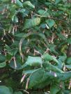 Correa lawrenceana cordifolia