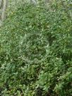 Correa lawrenceana cordifolia