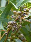 Eucalyptus famelica