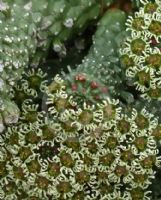 Euphorbia caput-medusae small leaf form