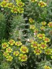 Euphorbia caput-medusae small leaf form