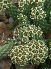 Euphorbia caput-medusae small leaf form