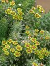 Euphorbia caput-medusae small leaf form