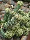 Euphorbia caput-medusae small leaf form