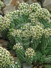 Euphorbia caput-medusae small leaf form