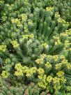 Euphorbia caput-medusae small leaf form